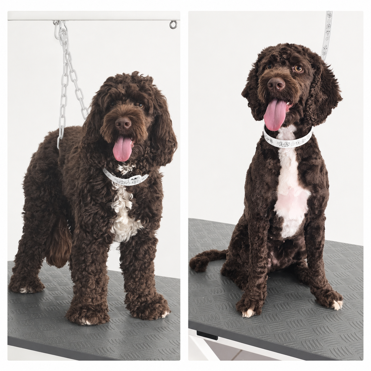 Doggrooming Ramstein 2